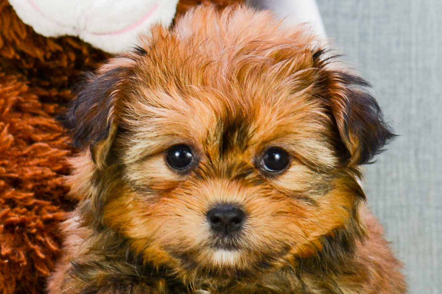 shorkie puppies for sale near me shorkie puppies for sale near me